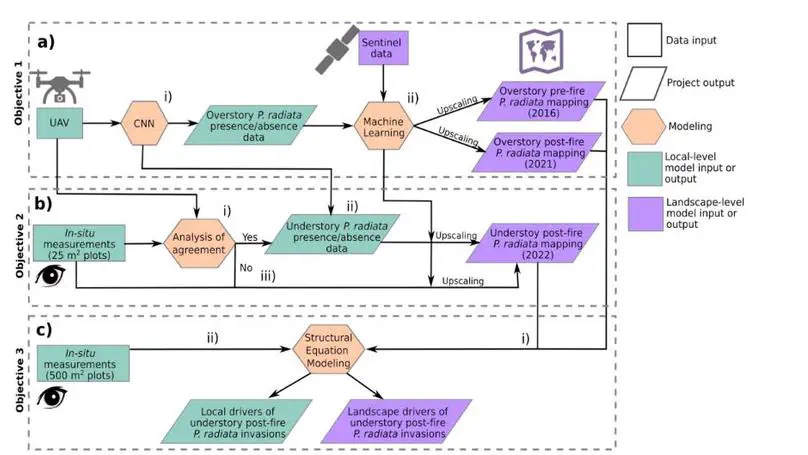 Assessing the local and landscape drivers of post-fire understory early Pinus radiata invasions in the Coastal Maulino forest using remote sensing data and deep learning techniques